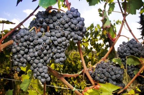 Vins